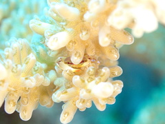 Tetralia brengelae