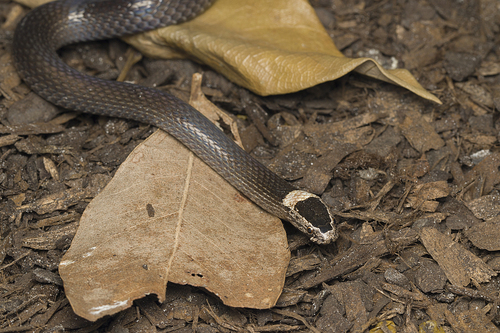 White-crowned Snake sighting