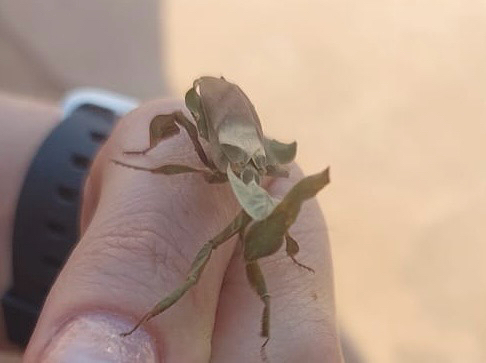 Common Ghost Mantis