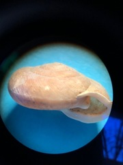 Triodopsis tennesseensis