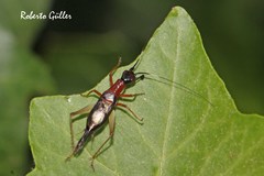 Cranistus colliurides