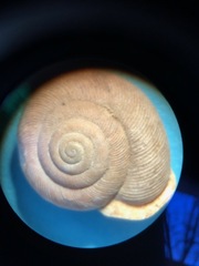 Triodopsis tennesseensis