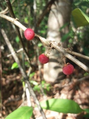 Doliocarpus