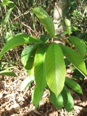 Doliocarpus