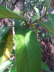 Doliocarpus