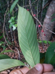 Doliocarpus