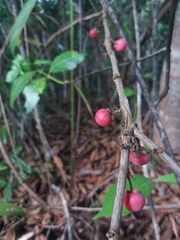 Doliocarpus