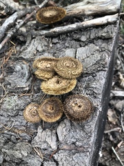 Lentinus stuppeus