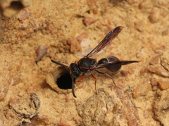 Pseudonortonia
