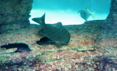 Dichistius multifasciatus