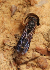 Pseudonortonia