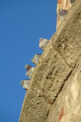 Columba livia domestica