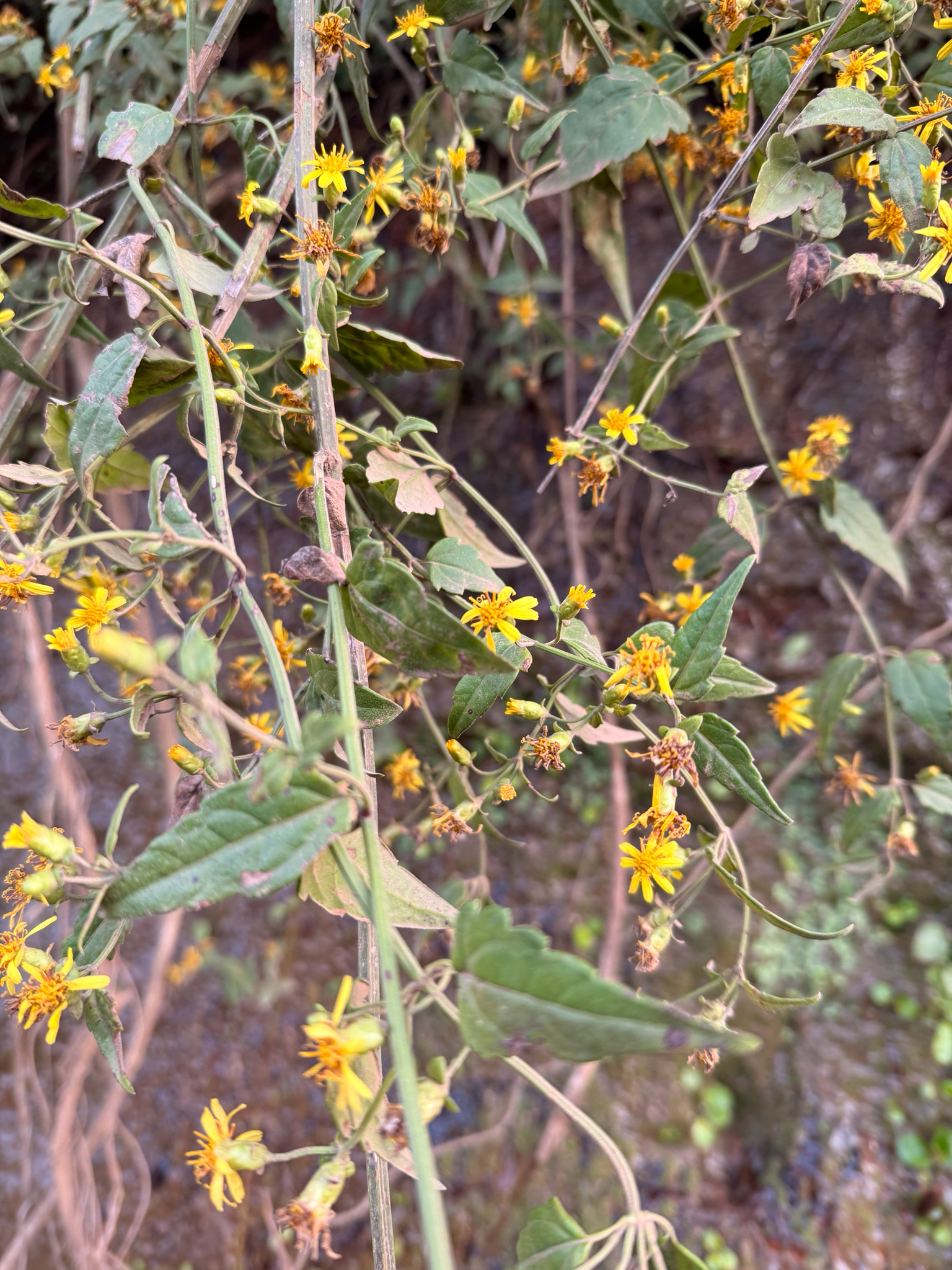 Calea pinnatifida