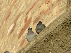 Columba livia domestica