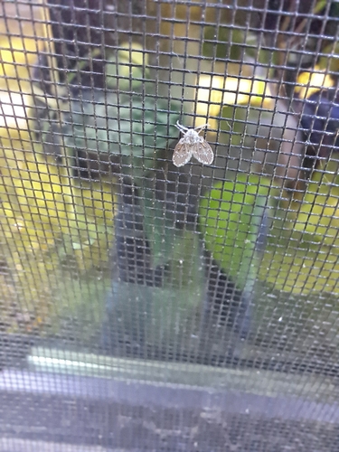 Unknown species found near Kingston, South Kingstown, RI, USA