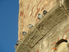Columba livia domestica