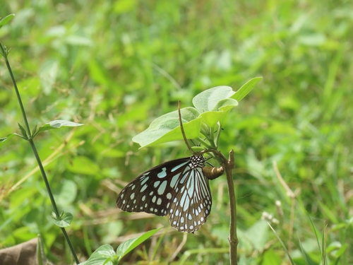 Blue Tiger