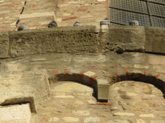 Columba livia domestica