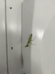 Photiomantis planicephala