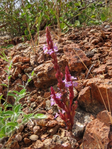 cowpea witchweed