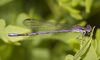 Violet Dancer - Photo (c) Jim Johnson, some rights reserved (CC BY-NC-ND), uploaded by Jim Johnson