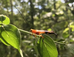 Leuconitocris lucasii