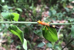 Leuconitocris lucasii