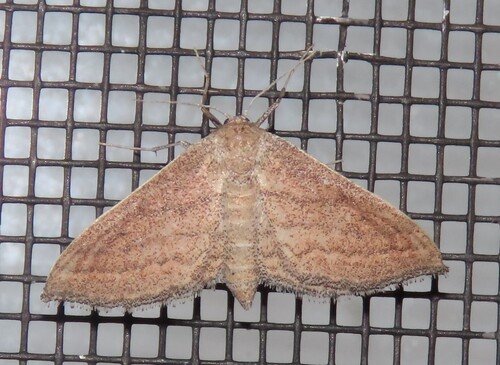 Straight-lined Wave photo 5