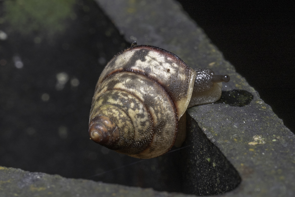 Ganesella acris