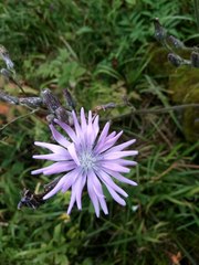 Cicerbita macrophylla uralensis