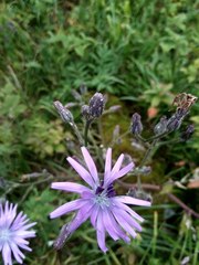 Cicerbita macrophylla uralensis