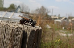 Camponotus saxatilis