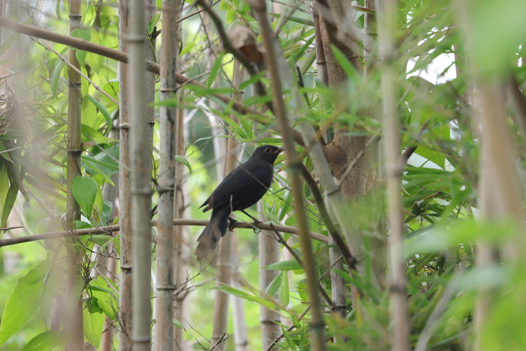 Chinese Blackbird from 中国浙江省杭州市余杭区 on October 7, 2025 at 11:42 AM by ...