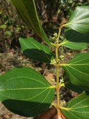 Strychnos pseudoquina