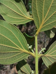 Strychnos pseudoquina