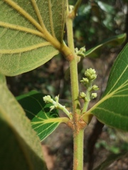 Strychnos pseudoquina