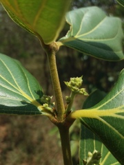 Strychnos pseudoquina