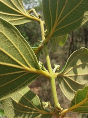 Strychnos pseudoquina