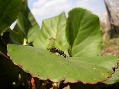 Camponotus saxatilis