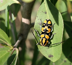 Tragocephala variegata