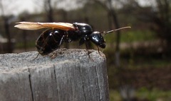 Camponotus saxatilis