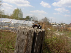 Camponotus saxatilis