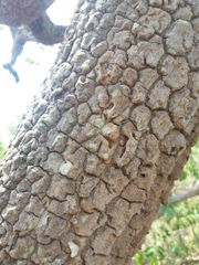 Strychnos pseudoquina