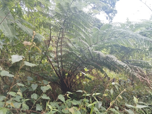 Dicksonia blumei observed 2025-09-30