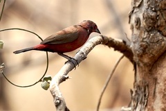Lagonosticta rhodopareia