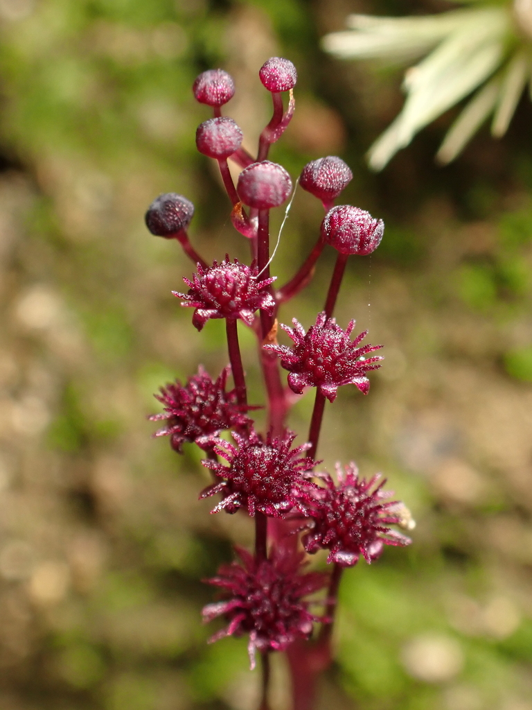 Sciaphila