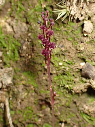 Sciaphila ramosa iNat (2)