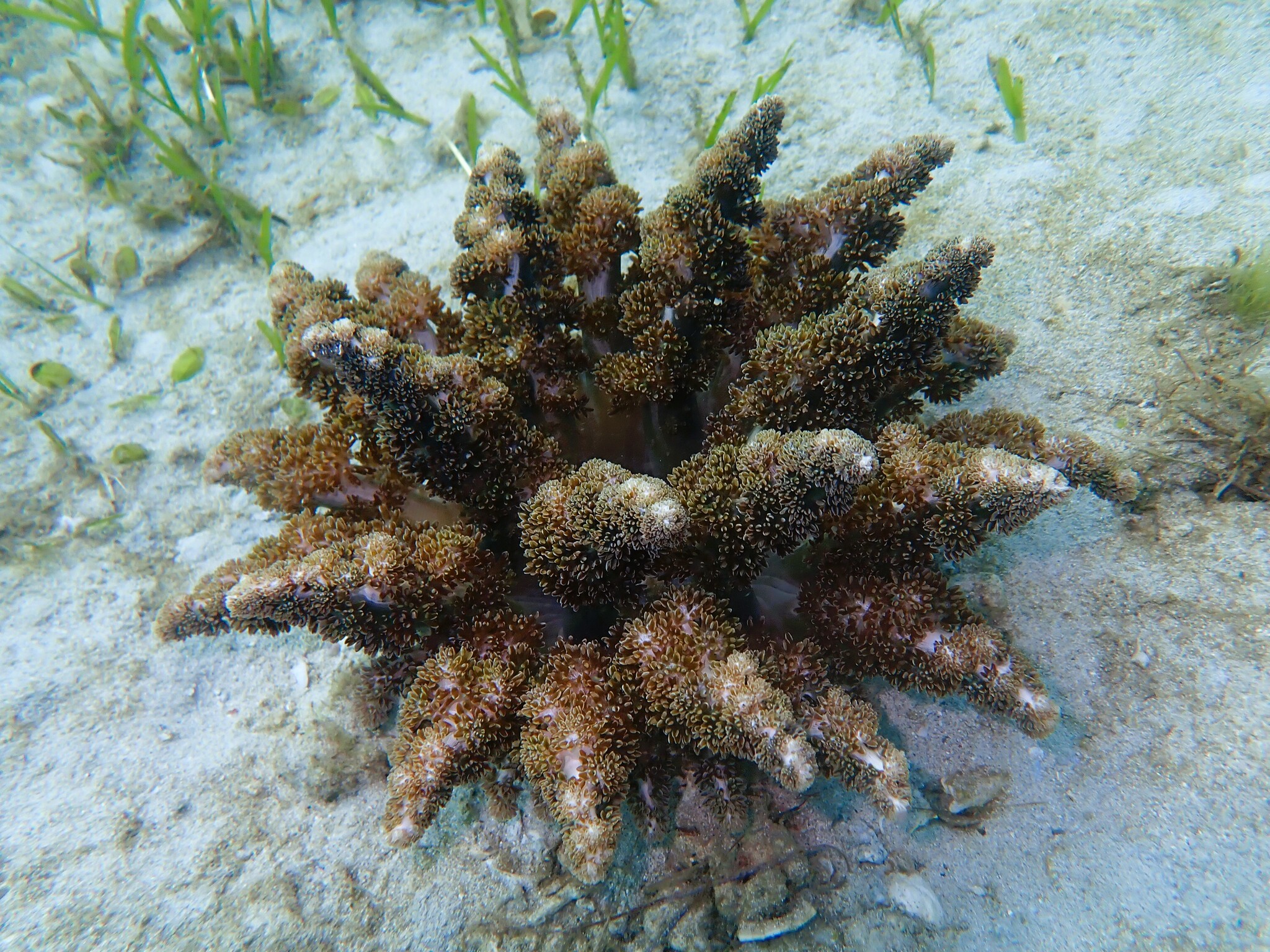Actinodendron arboreum (Quoy & Gaimard, 1833)