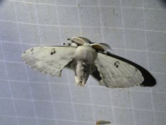 Penicillifera apicalis