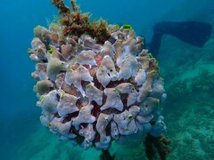 Green Barrel Sea Squirt photo 3